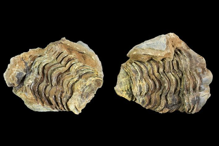 Fossil Calymene Trilobite Nodule - Morocco #106623